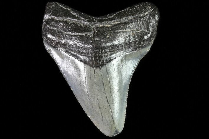 Juvenile Megalodon Tooth - Georgia #83628